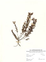 藏品(玉山金絲桃)的圖片